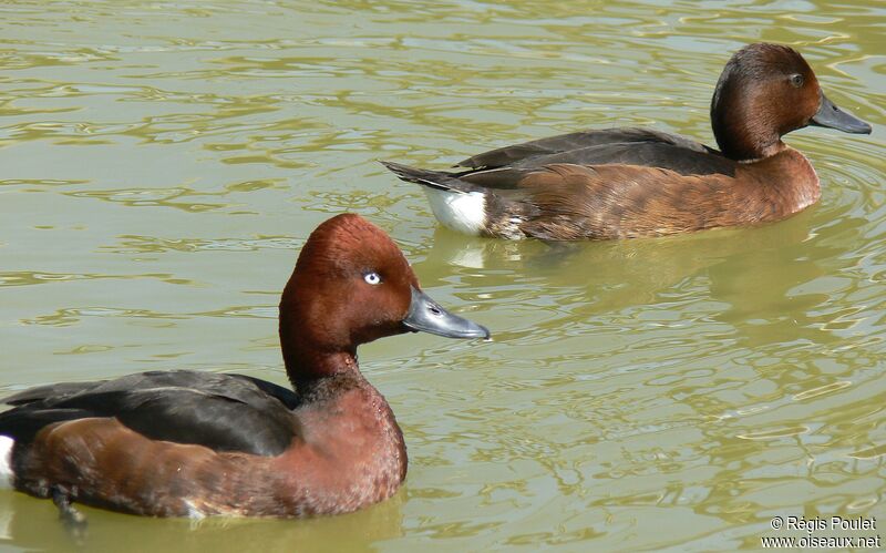 Ferruginous Duck 