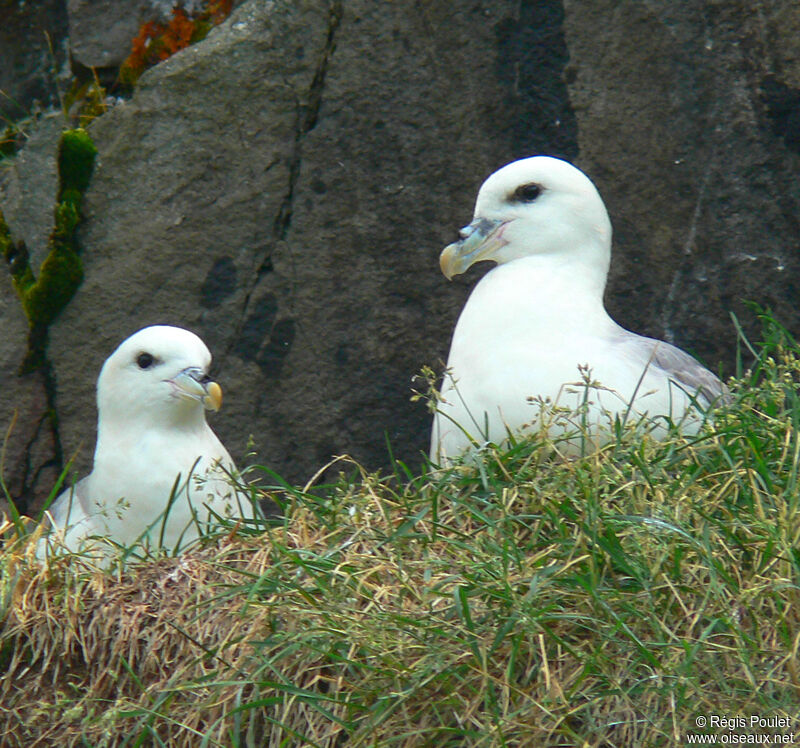 Fulmar boréaladulte nuptial