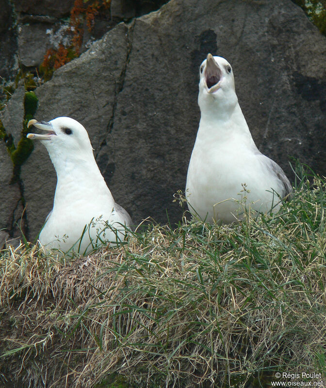 Fulmar boréaladulte