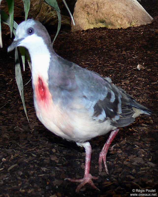 Luzon Bleeding-heart