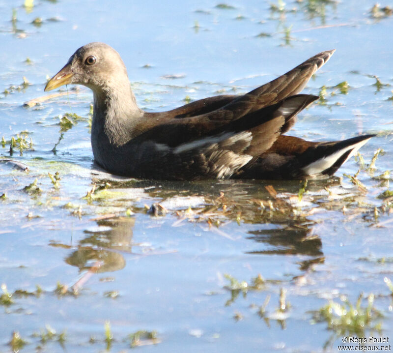 Common Moorhenjuvenile, identification