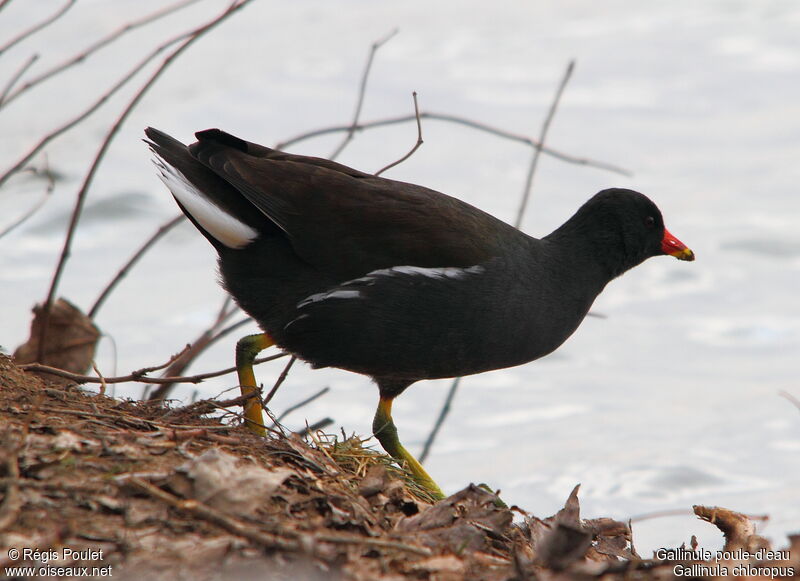 Common Moorhenadult, identification