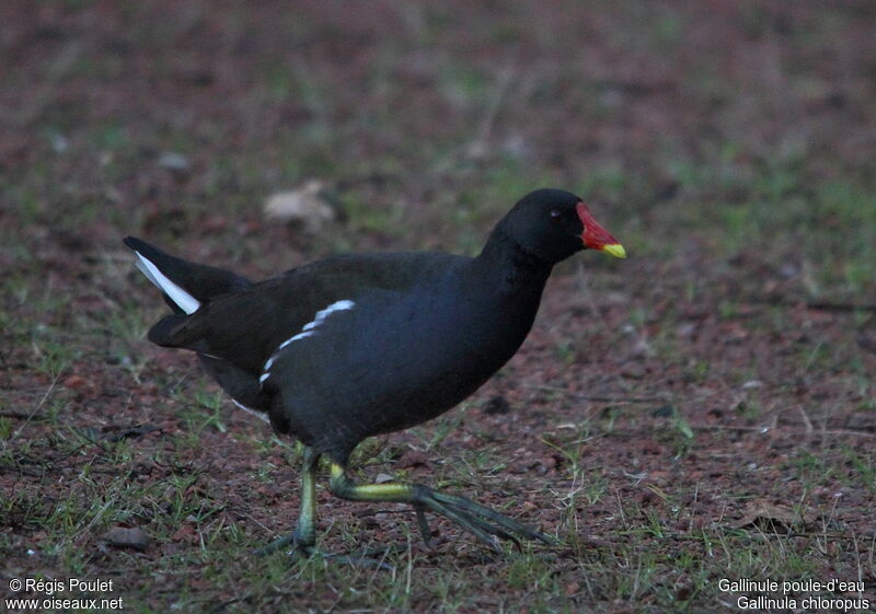 Common Moorhen