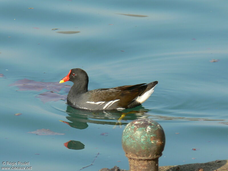 Gallinule poule-d'eauadulte, identification