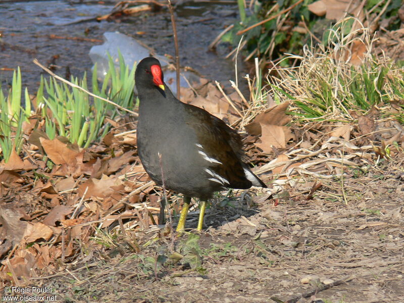 Common Moorhenadult, identification