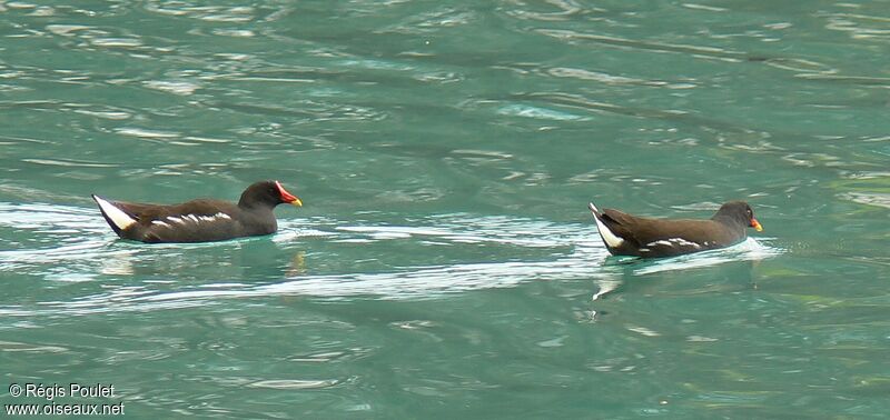 Common Moorhen adult