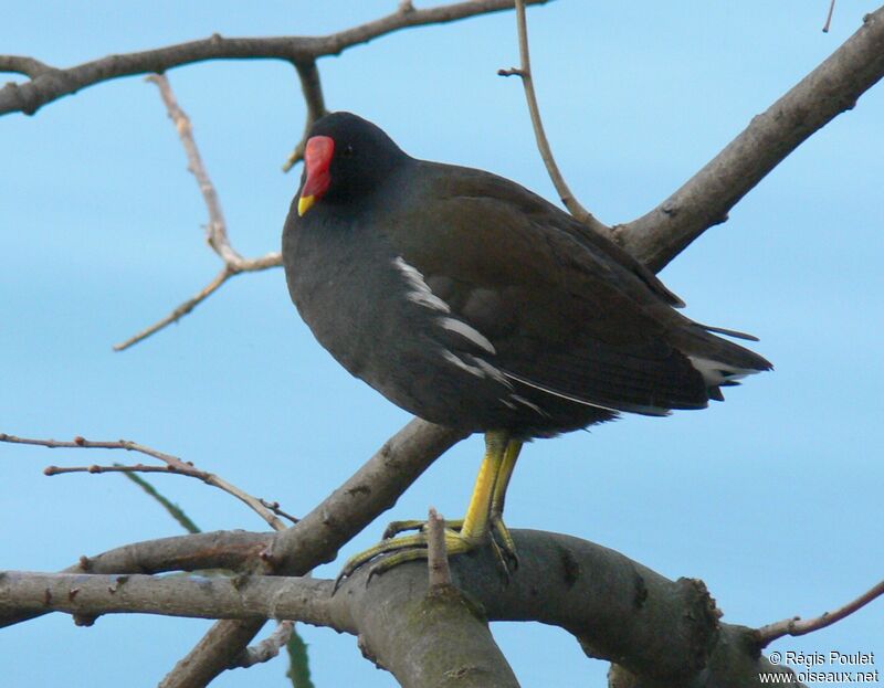 Common Moorhenadult, identification