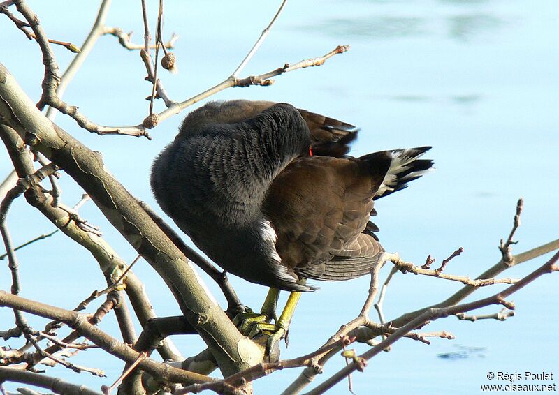 Gallinule poule-d'eauadulte, Comportement