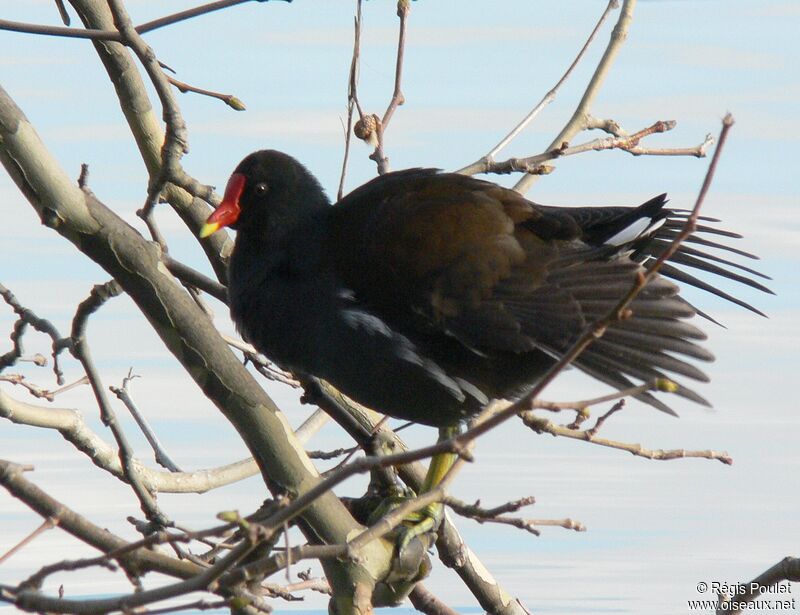 Gallinule poule-d'eauadulte, identification