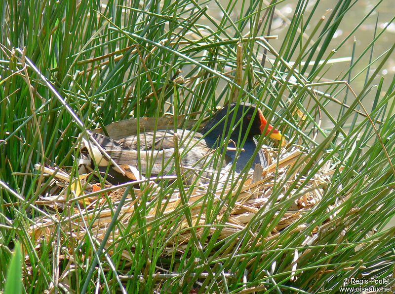 Gallinule poule-d'eauadulte, Nidification