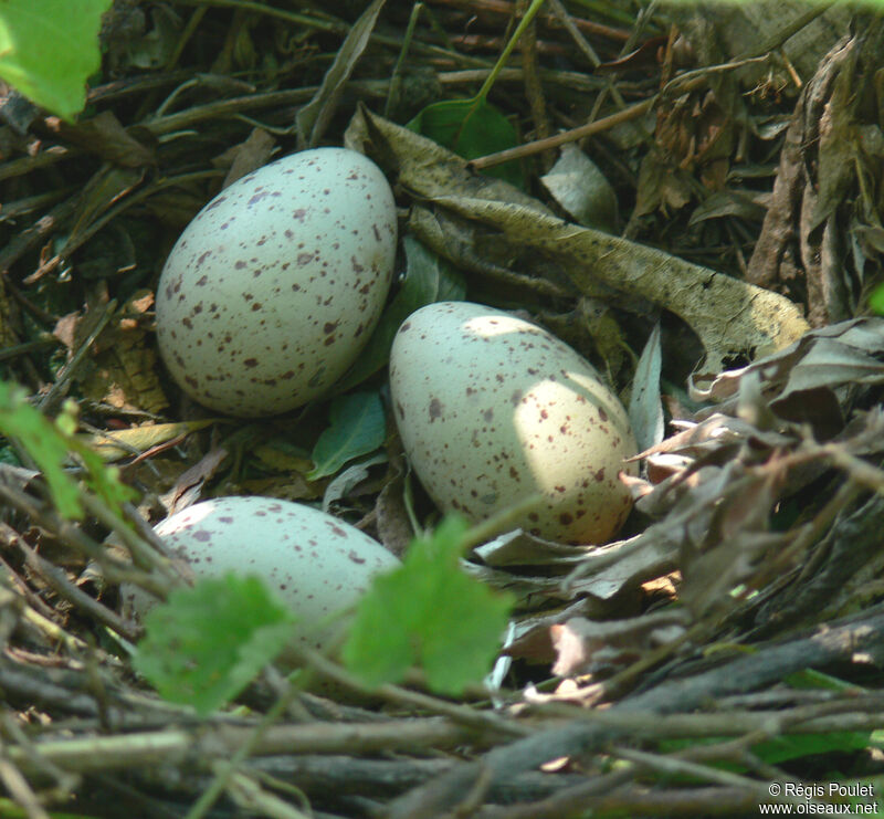 Common Moorhen, Reproduction-nesting