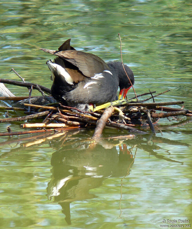 Gallinule poule-d'eauadulte, Nidification