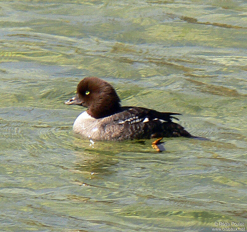 Barrow's Goldeneye male adult post breeding