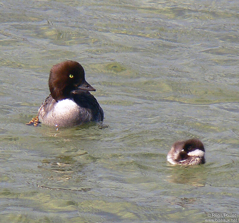 Barrow's Goldeneye male adult post breeding