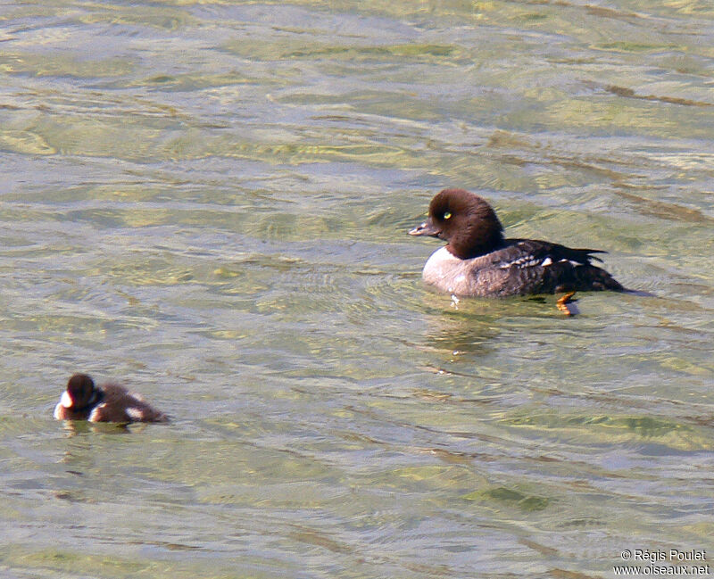 Barrow's Goldeneye male adult post breeding