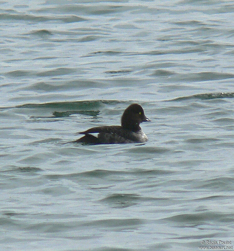 Barrow's Goldeneye