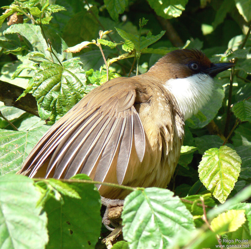 White-throated Laughingthrushadult, identification, Behaviour