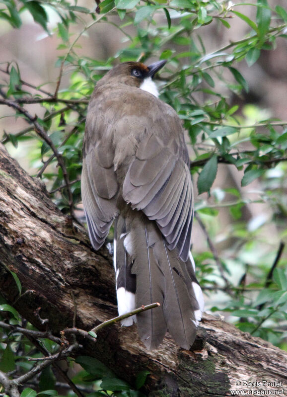 White-throated Laughingthrush, identification