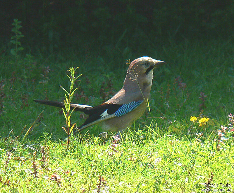 Eurasian Jayadult