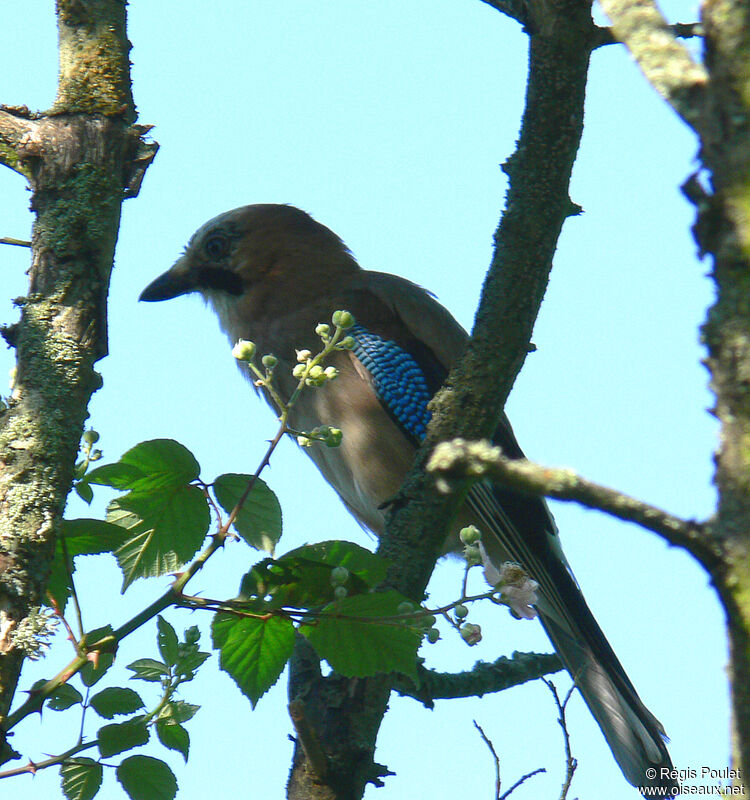 Eurasian Jay