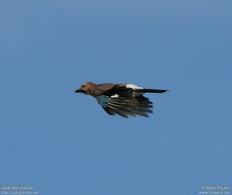 Eurasian Jay, Flight