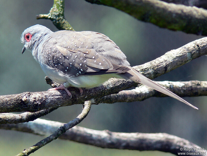 Diamond Doveadult, identification