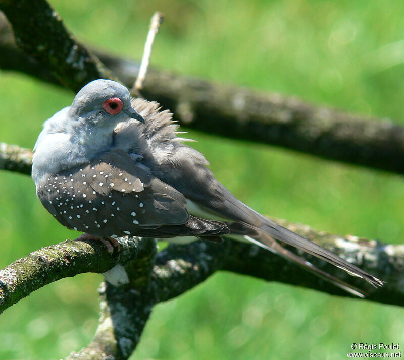 Diamond Doveadult, identification