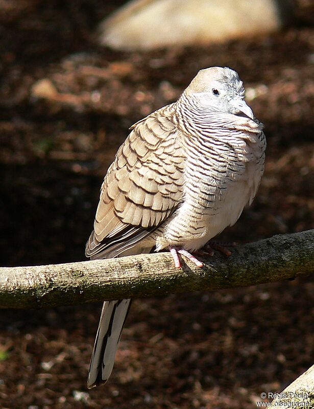 Zebra Dove