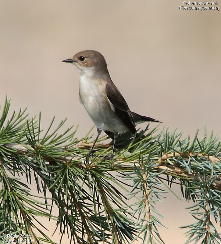 Gobemouche noir femelle adulte, pêche/chasse