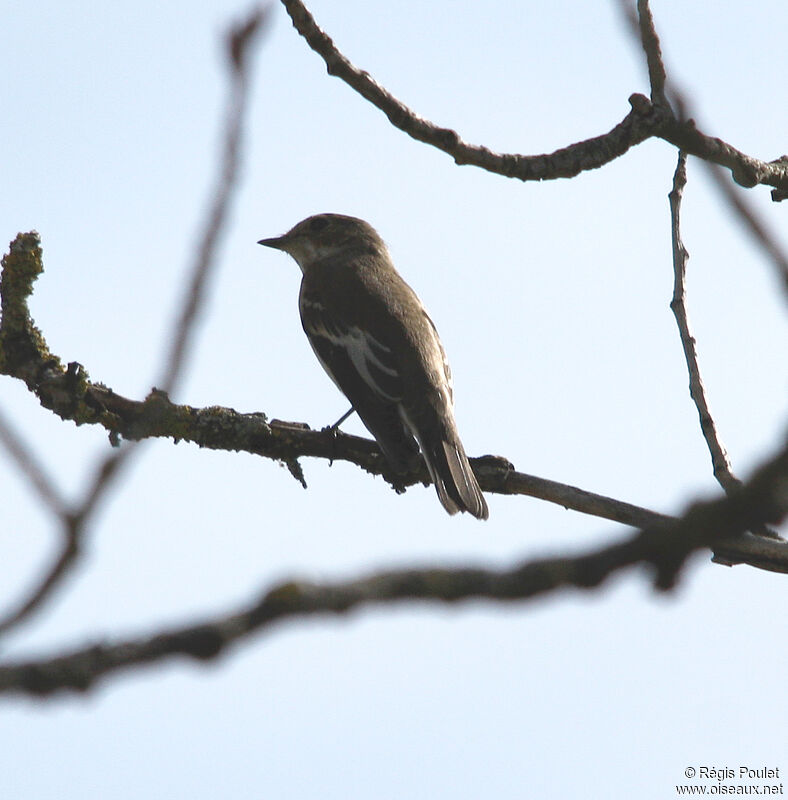 European Pied Flycatcher female adult, identification