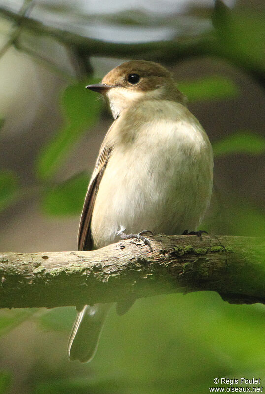 Gobemouche noir femelle adulte, identification