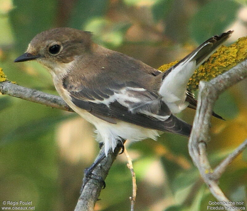 European Pied Flycatcher