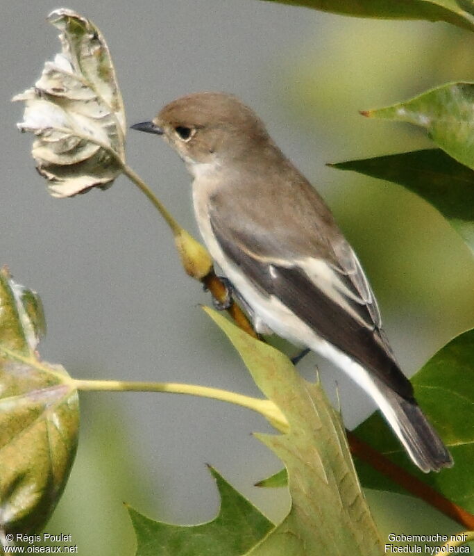 European Pied Flycatcher