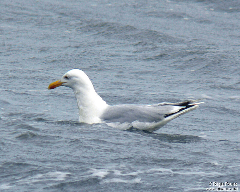 European Herring Gulladult breeding, identification