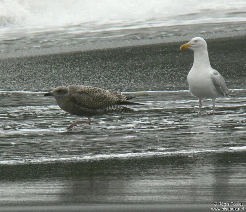 Goéland argentéjuvénile, identification