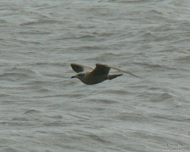 European Herring Gulljuvenile, Flight