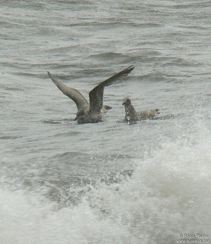 European Herring Gulljuvenile, Behaviour