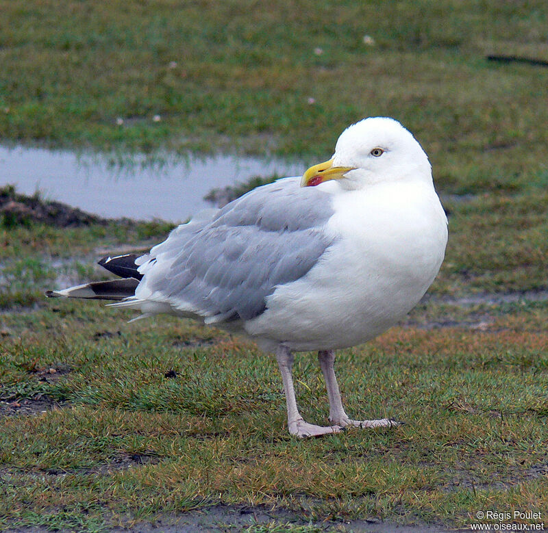 Goéland argenté, identification