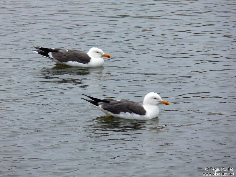 Lesser Black-backed Gulladult breeding