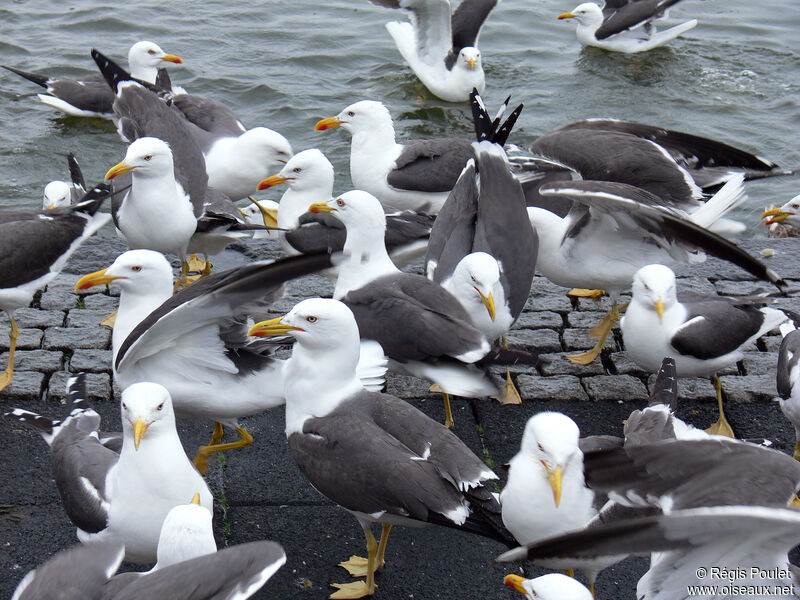 Lesser Black-backed Gulladult, identification, Behaviour