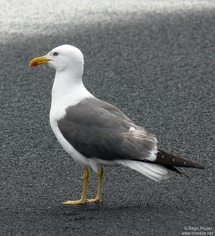 Lesser Black-backed Gulladult breeding, identification