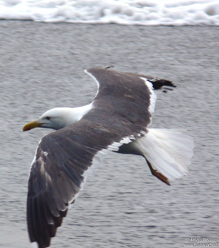 Lesser Black-backed Gulladult breeding, Flight