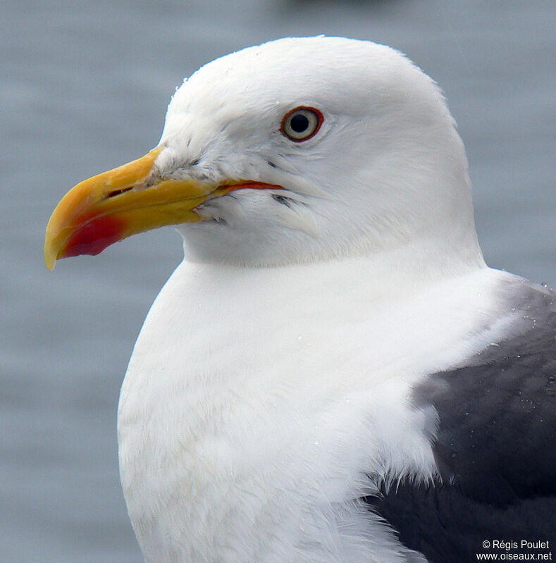 Lesser Black-backed Gulladult breeding, identification