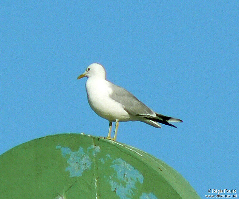 Goéland cendréadulte nuptial, identification