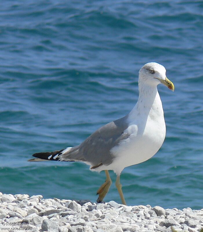 Yellow-legged Gulladult post breeding