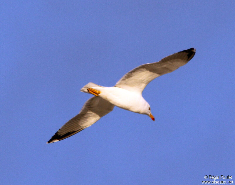 Yellow-legged Gull, Flight