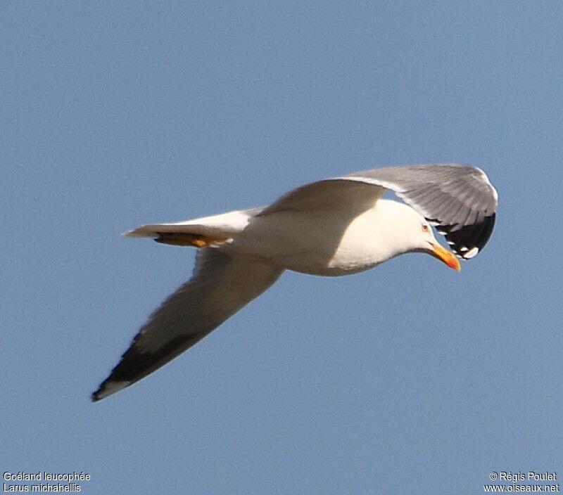 Yellow-legged Gull, Flight