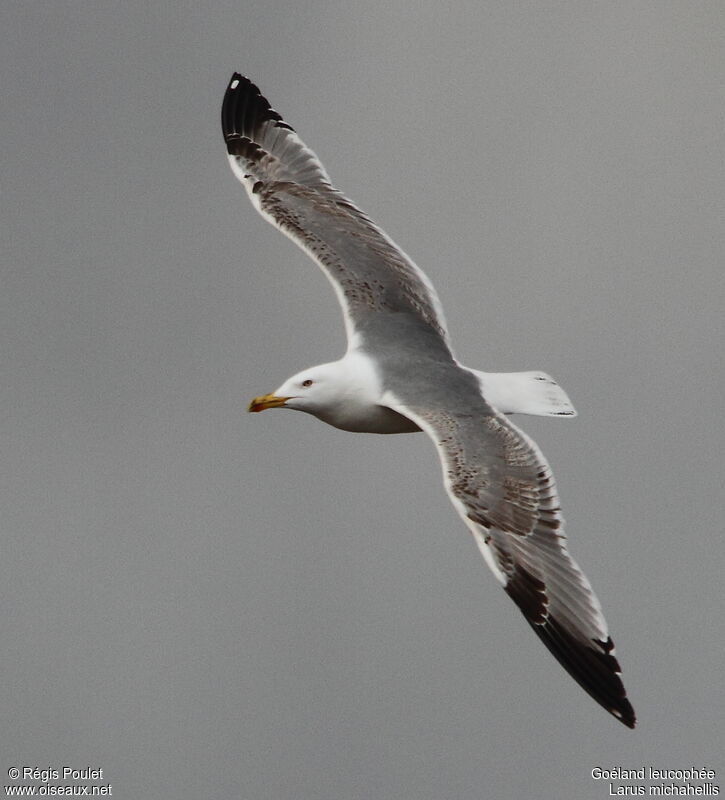 Yellow-legged Gull, Flight