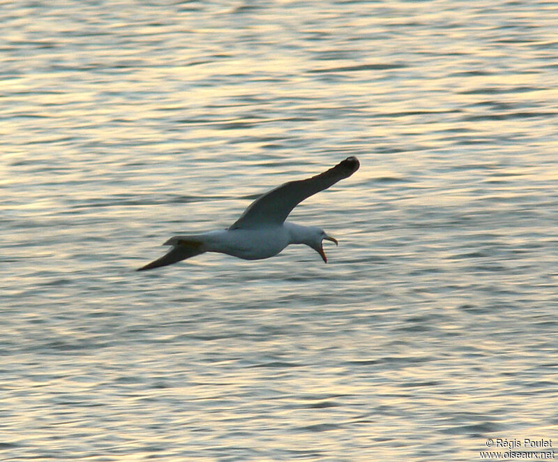 Great Black-backed Gulladult, Flight