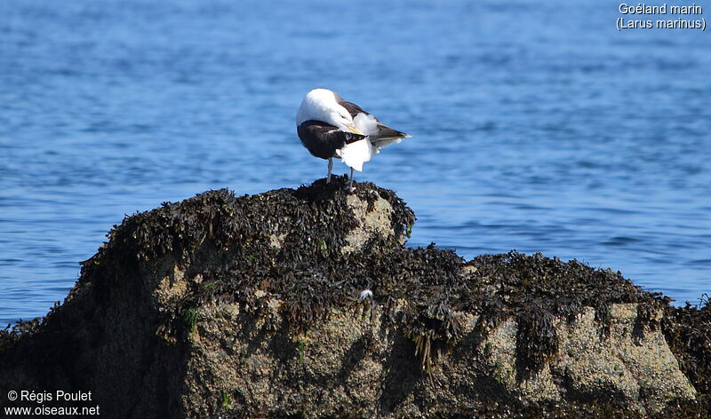 Great Black-backed Gulladult, Behaviour